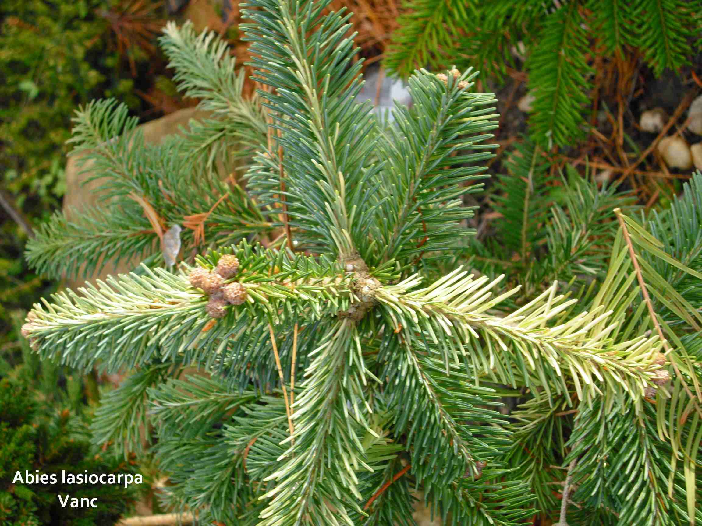 Abies lasiocarpa Vanc (1).jpg